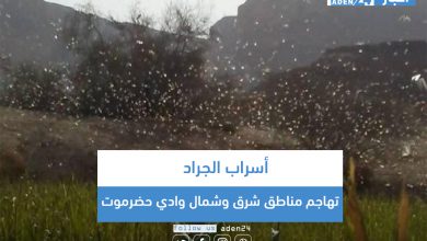 صورة أسراب الجراد تهاجم مناطق شرق وشمال وادي حضرموت