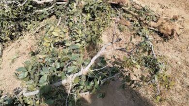 صورة تفاعلًا مع حملة المسح الشامل لأشجار #البُن .. شيخ يافعي يقتلع شجرة #القات من أكبر أراضيه الزراعية