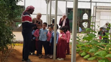 صورة إطلاق مبادرات لتشجير مدارس سقطرى