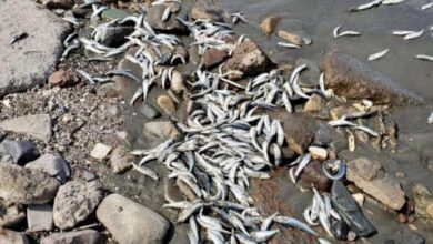 صورة “حماية البيئة” توضح أسباب نفوق أسماك في ساحل أبين