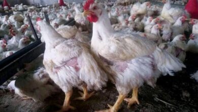 صورة جبايات الحوثيين ترفع أسعار الدجاج بنسبة 30 %