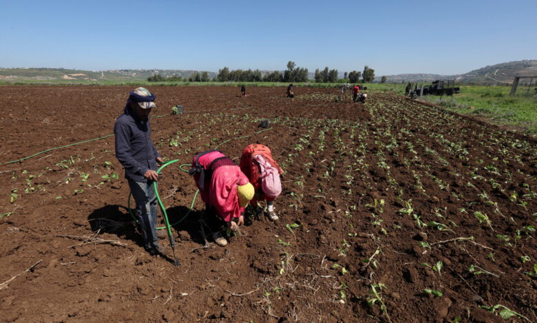 farmers plant tobacco in a field in khiam